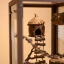 Woodland Jumping Spider Enclosure Kit – 8.
