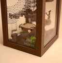 Woodland Jumping Spider Enclosure Kit – 9.