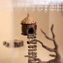 Acorn Jumping Spider Hide – 1.