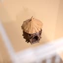 Acorn Jumping Spider Hide – 6.
