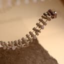 Magnetic Rope Bridge for Jumping Spiders – 1.