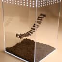Magnetic Rope Bridge for Jumping Spiders – 3.