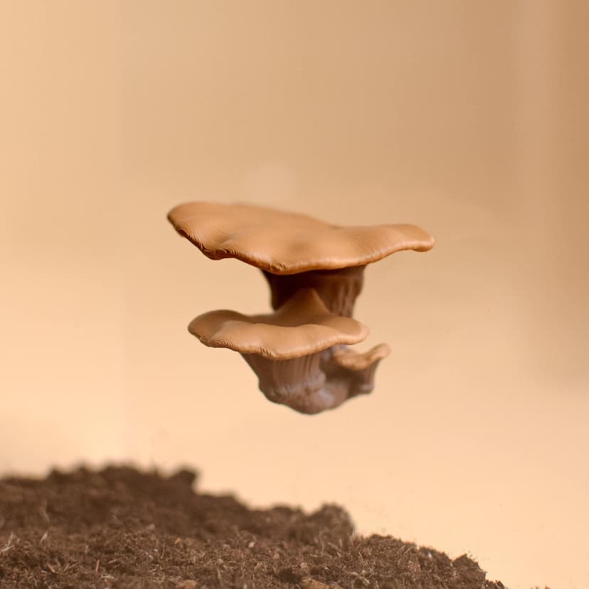 Magnetic Mushroom Ledge for Jumping Spiders