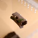 Magnetic Hollow Log Hide for Jumping Spiders – 1.