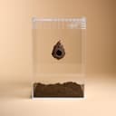 Cozy Nest Hide for Jumping Spider – 8.