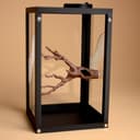Jumping Spider Branch with Hide – 1.
