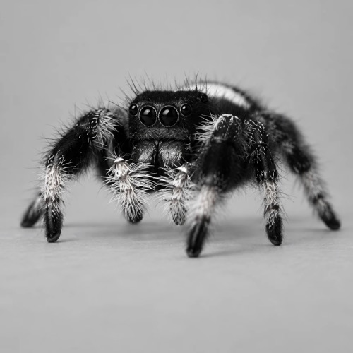 Andy the spider